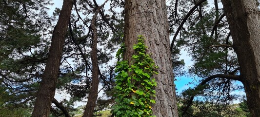 growing gently
