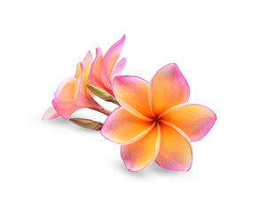 Pink plumeria flower, frangipani or plumeria , tropical flowers isolated on white background