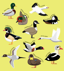 US Wild Ducks Set With Names Cartoon Vector Illustration