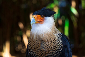 Caracara Cheriway