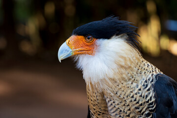 Caracara cheriway