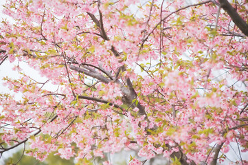初春の光を浴びる河津桜
