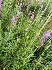 Campo de flores de lavanda