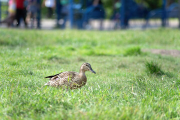 A young wild duck walks in the park on the grass. close-up