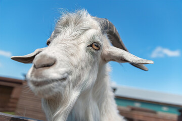 portrait of a white bearded goat on a farm. close-up