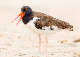 American Oystercatcher