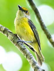 warbler