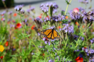 Monarch butterfly on a flower