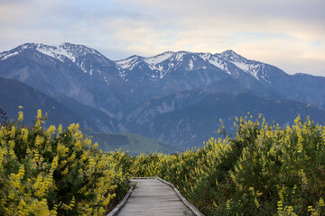 Pathway with yellow lupins looking at the snowy mountains