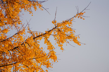 Ancient ginkgo trees in the Chinese Garden in autumn