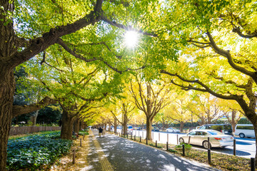Fototapeta premium 神宮外苑のいちょう並木