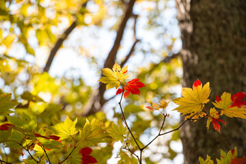 紅葉のもみじ