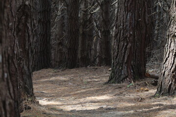 Obraz premium tree in the forest