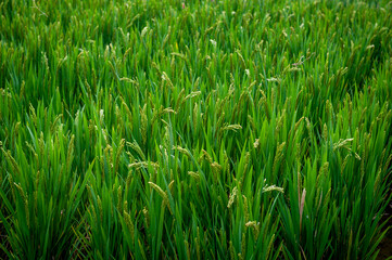 Close-up details of near-mature yellow green rice ears grown in a paddy field before harvest season in a farmland