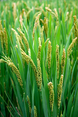 Close-up details of near-mature yellow green rice ears grown in a paddy field before harvest season in a farmland