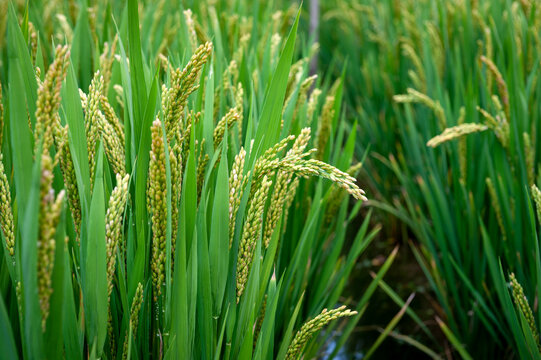 Close-up details of near-mature yellow green rice ears grown in a paddy field before harvest season in a farmland