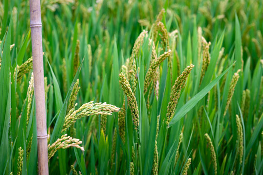 Close-up details of near-mature yellow green rice ears grown in a paddy field before harvest season in a farmland