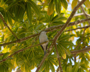 Azulejo común
Blue-gray Tanager. Thraupis episcopus