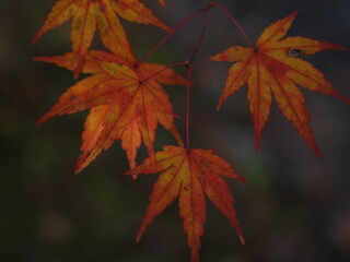 もみじ、もみじ、もみじ