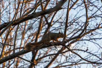 squirrel on tree
