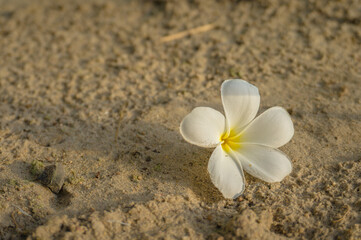 Fototapeta na wymiar white frangipani flowers on the sand