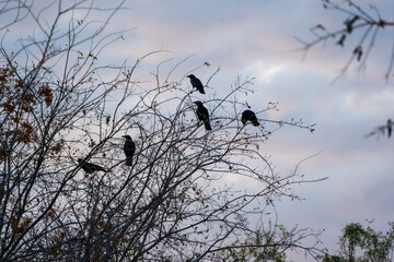 birds on a tree