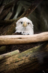portrait of a eagle