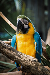 blue and yellow macaw