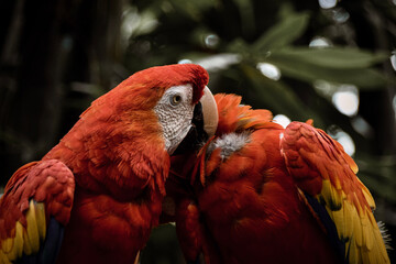 red and yellow macaw © Madison