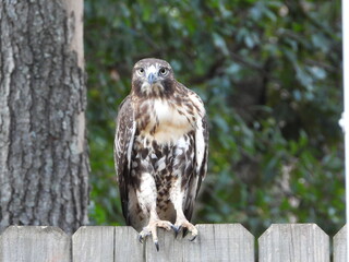 Red Tail Hawk
