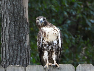 Red Tail Hawk
