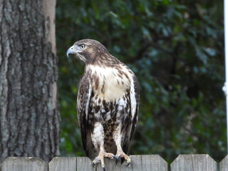 Red Tail Hawk 