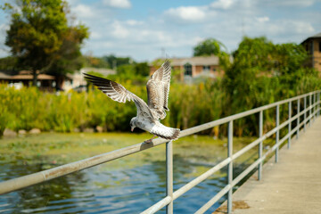 pigeon landing on a railing lakeside