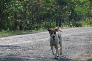 Indian street dog