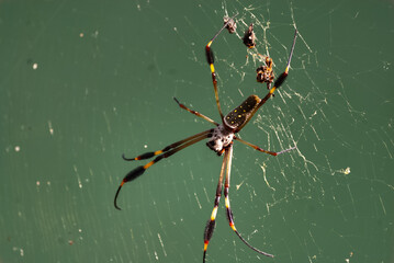 ARAÑA DE SEDA DORADA
(Nephila Clavipes)