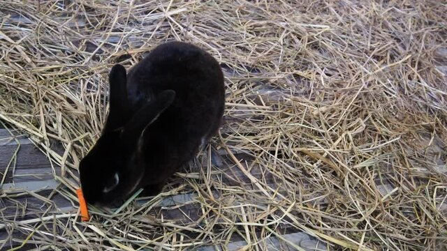 Black rabbit in the grass