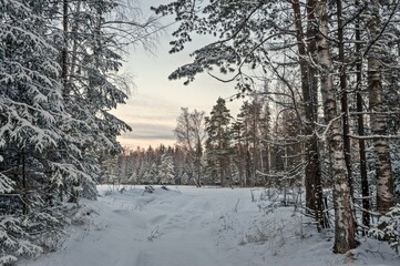 The road from the snowy forest to the field