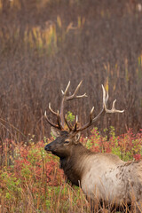 large Montana bull elk with fall colors