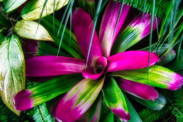 植物園で見つけた、花なのか葉なのかわからない植物