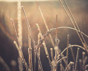 Fototapeta premium beautiful plants shackled by cold