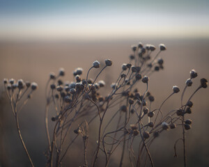 beautiful plants shackled by cold