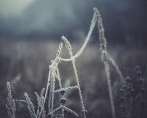 beautiful plants shackled by cold