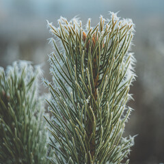 beautiful plants shackled by cold