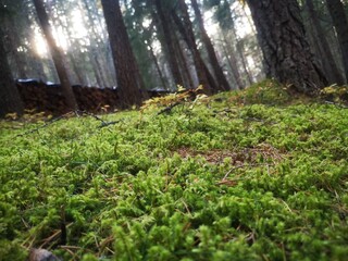 Fototapeta premium forest in autumn