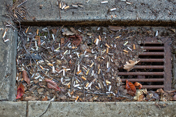 Gutter drain after rain full of cigarette butts - obrazy, fototapety, plakaty