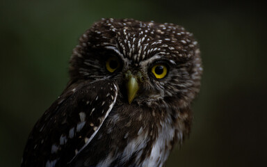 Andean Pygmy-Owl