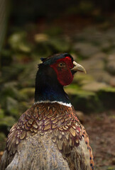 Plakat Phasianus colchicus, The common pheasant is a bird in the pheasant family, Phasianidae.
