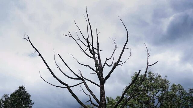 leafless tree and sky time-lapse