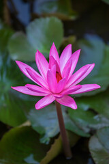 Fototapeta premium A pink lotus flower in full bloom in a tropical pond.