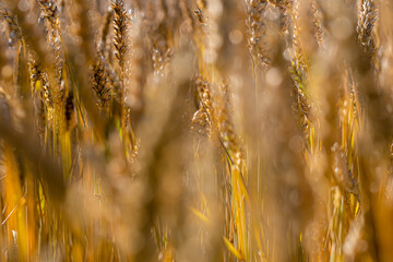 Fototapeta premium Champ de blé